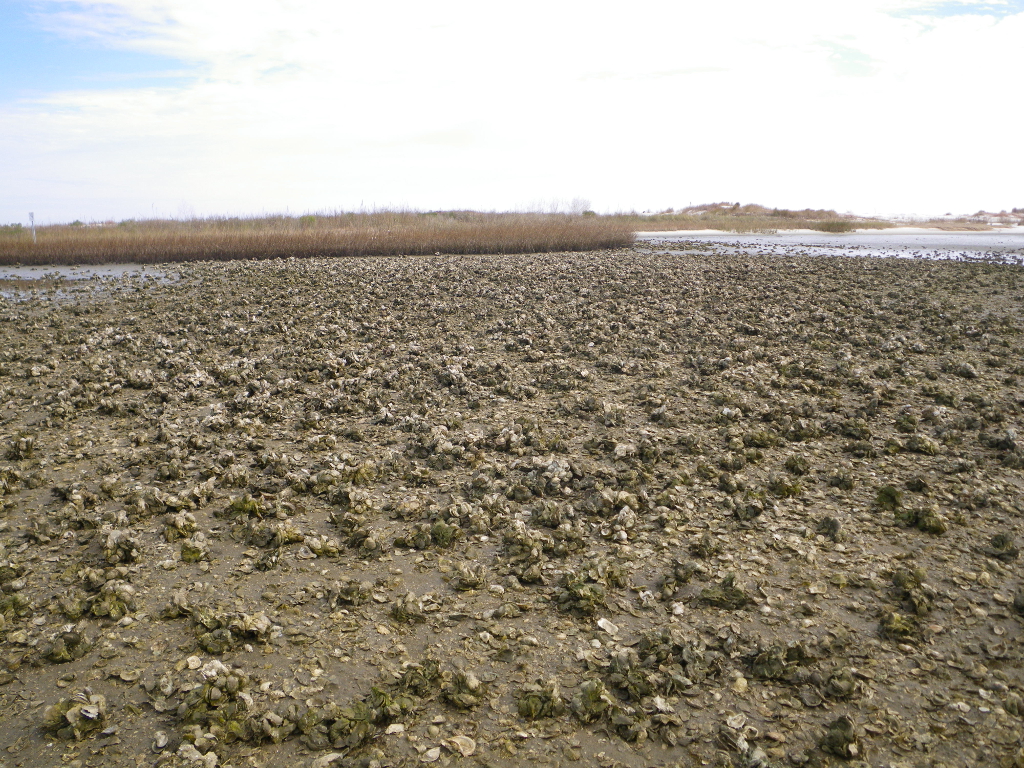 Oyster bed