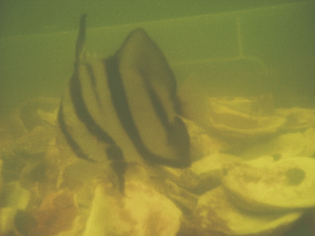 Spadefish