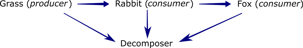 terrestrial food chain