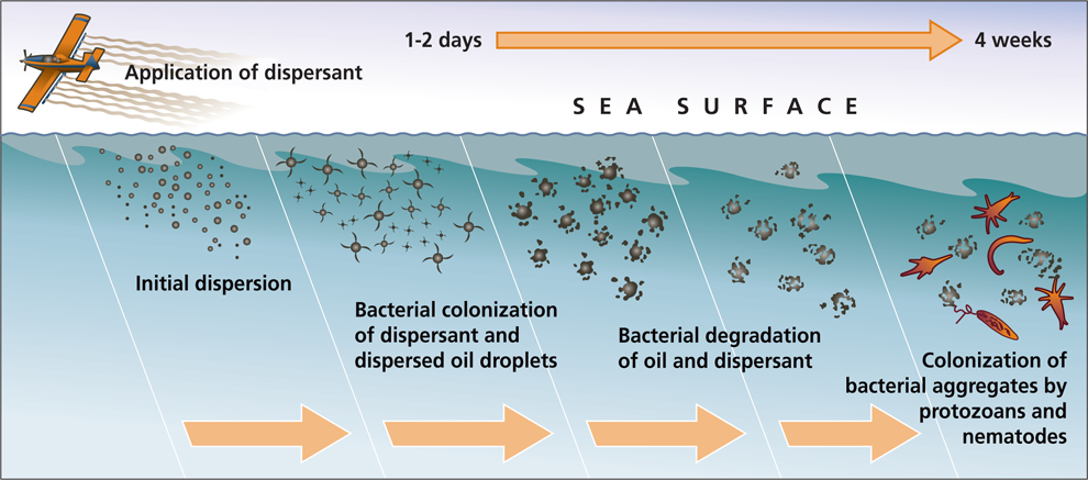 how dispersants work