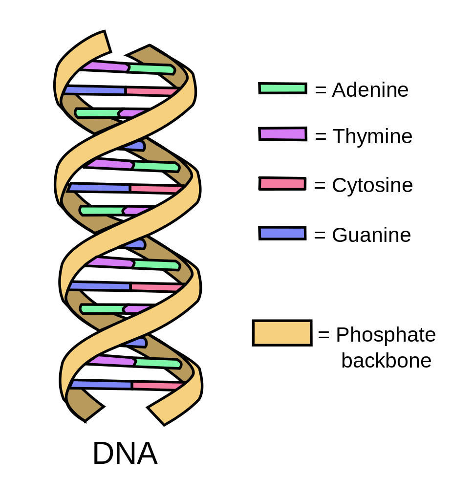 DNA structure