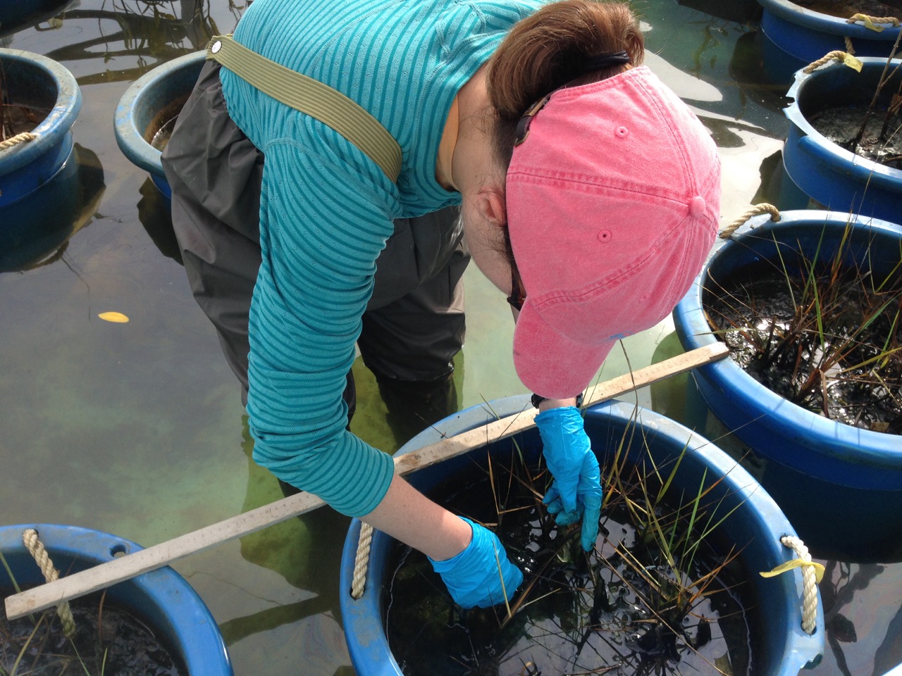 Spartina mesocosm sampling