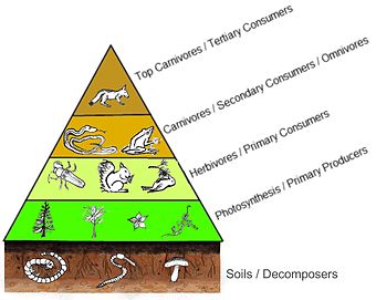 food pyramid