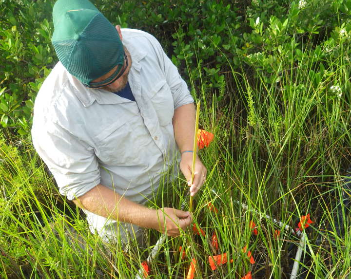 Spartina production