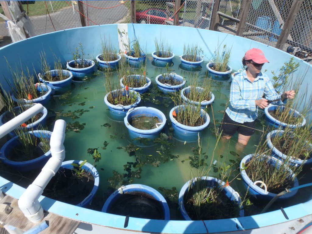 Spartina flowering