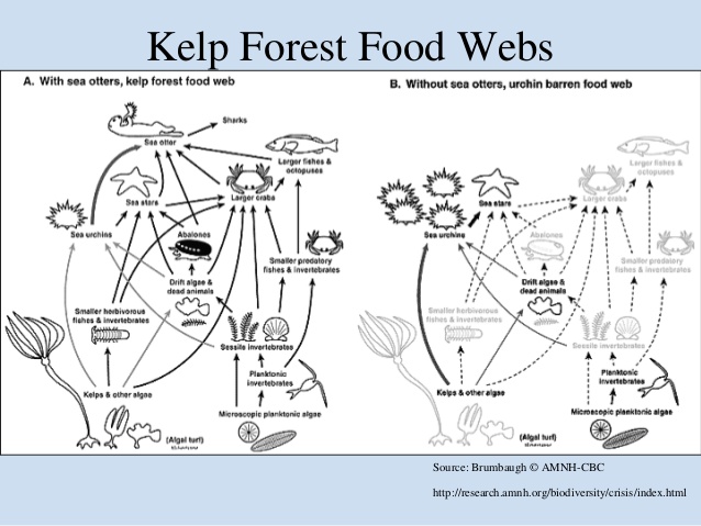 Top-down, kelp habitat