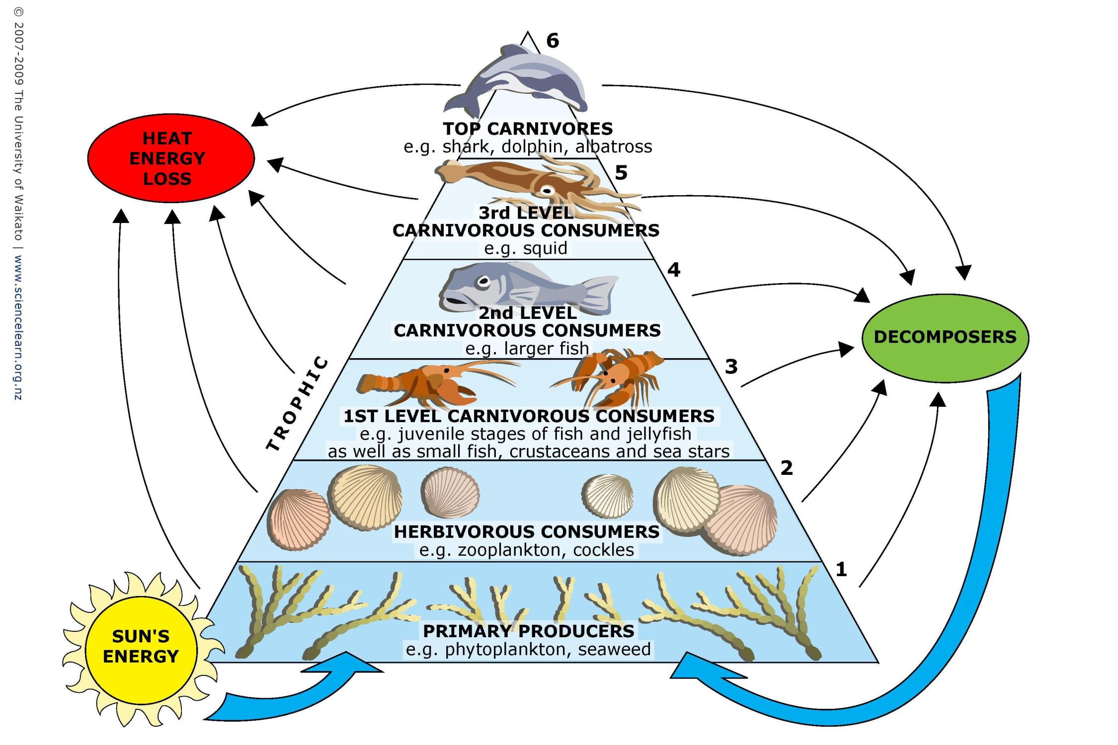 trophic pyramid