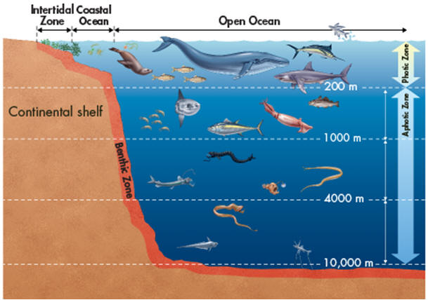 zones of the ocean