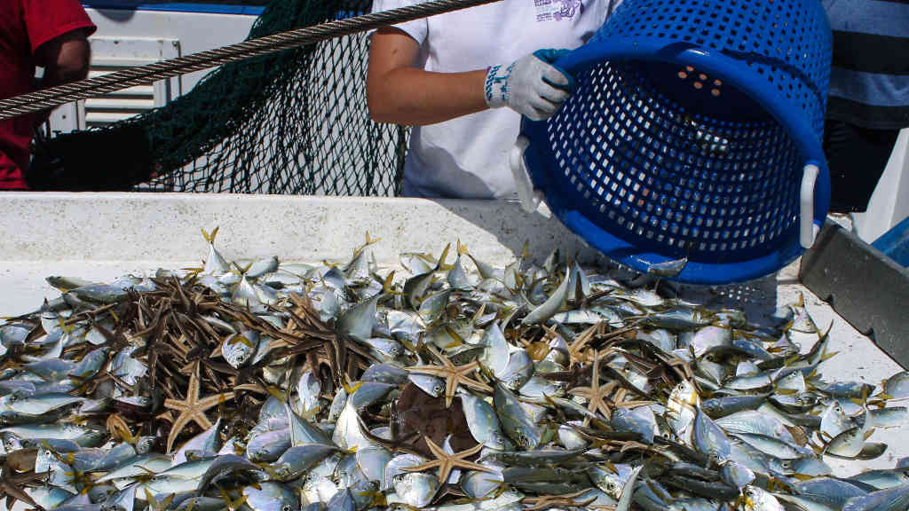 Spring Chandeleur Trawl catch