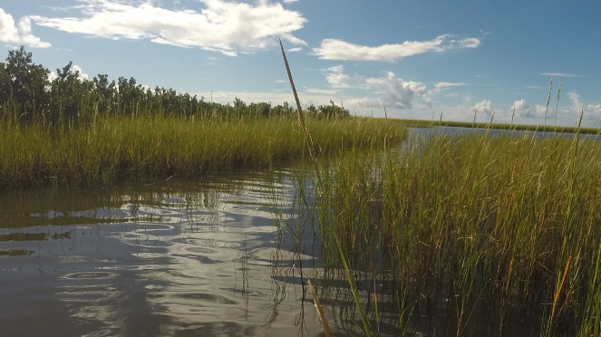 Chandeleur Islands coastal wetlands