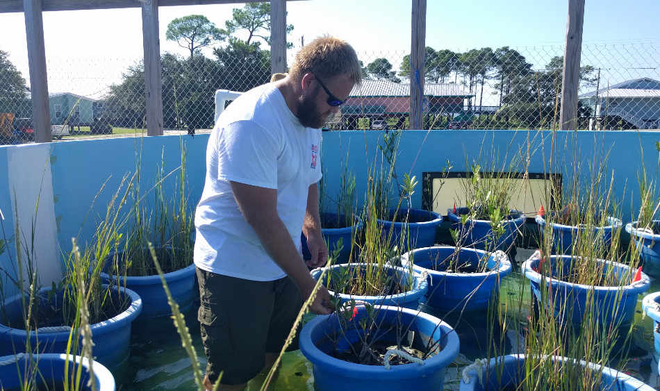 Mesocosm experiment coastal wetlands